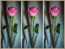 Dewed Rose Triptych by Colin Metcalf