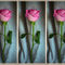 Rose-triptych-6