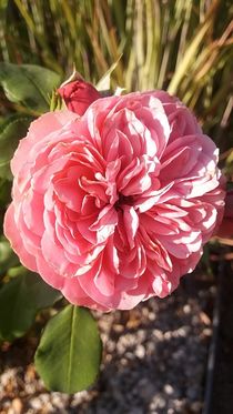 Beautyful Roses von Rena Rady