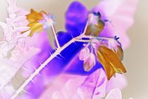 fantasy flowers... by loewenherz-artwork