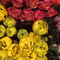Blumenbilder-robert-h-biedermann-11