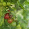 Dsc-0846-dot-tomaten-ines2-07-18