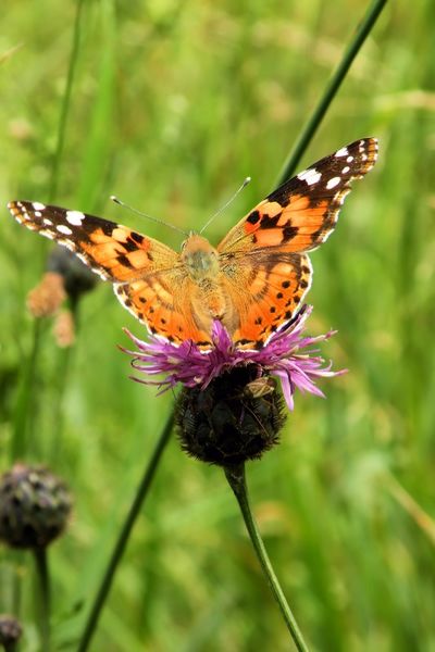 Schmetterling-distelfalter-vanessa-cardui-799-g3