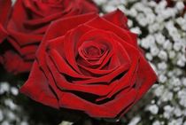 Schöne rote Rose von Ioana Hraball