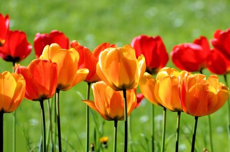 Yellow-and-red-tulips-g3
