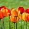 Yellow-and-red-tulips-g3