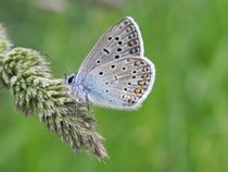 Gemeiner Blauer Schmetterling von Ioana Hraball