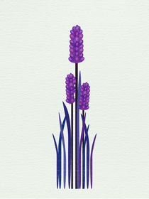 Grape Hyacinth von Sybille Sterk