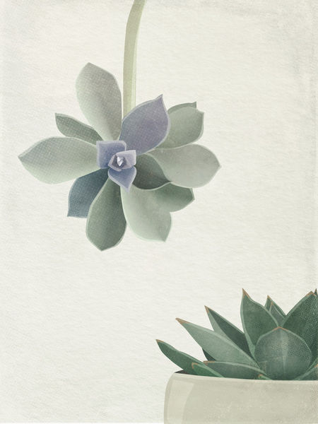 Succulents-c-sybillesterk