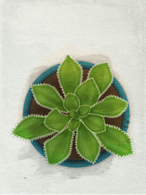 Succulent in teal pot by Sybille Sterk
