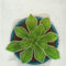 Succulents2pot-c-sybillesterk