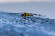 Libelle groß, sehr detailreich  by Ralf Ramm - RRFotografie