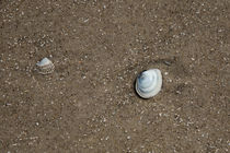 Muscheln am Strand von Ralf Ramm - RRFotografie