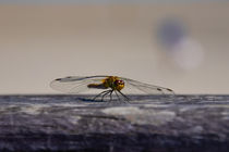 Libelle groß, sehr detailreich  by Ralf Ramm - RRFotografie