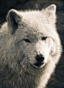Arctic Wolf by Peter Hebgen