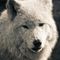 Arctic-wolf-coloriert
