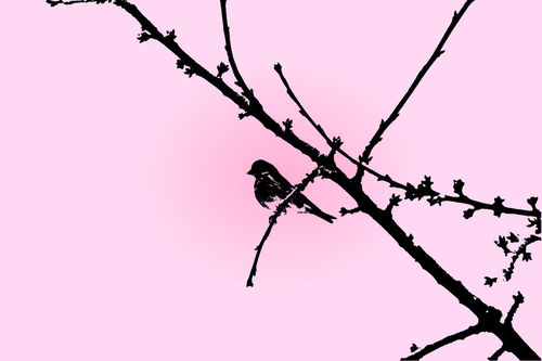 Birdy-on-cherry-tree