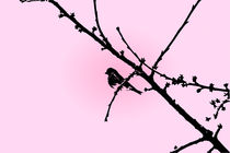 Bird on Cherry Tree by reas