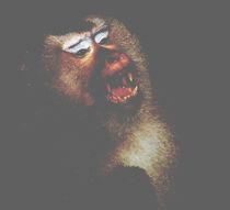 Monkeys Face by Cornelia Guder