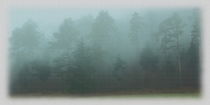 Wald im Nebel von other-view