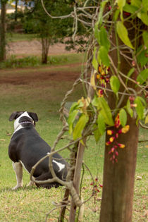 pitbull tranquility in the countryside von Luís Filipe V A Rossi von Atzingen Rossi