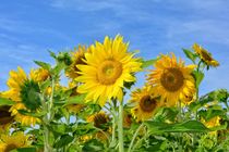 Sunflowers von Claudia Evans