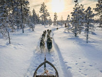 Hundegespann im Winter by Robin Brock