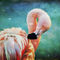 Flamingo-portrait