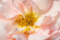 Rose  by AD DESIGN Photo + PhotoArt