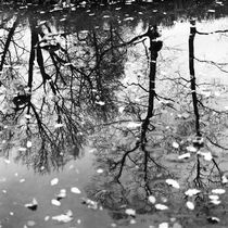Reflection of trees by Alexander Rodin