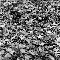Fallen leaves von Alexander Rodin