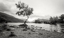 Lonely Tree von John Williams