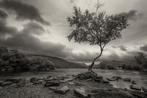 The Lonely Tree