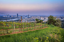 View over Danube in Vienna from the vineyards in Nussdorf by Silvia Eder