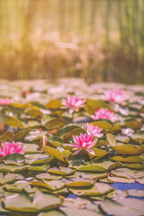 Water lilies von Silvia Eder