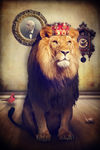 The-royal-lion