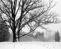 Tree on a snowy field von Alexander Rodin