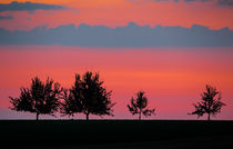Treeline Sunset by Sebastian Frey