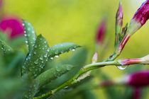 Post-Rain Flower Buds by Sebastian Frey
