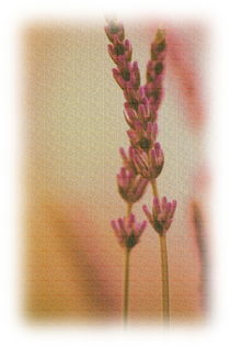 Lavendel in Pink by other-view