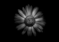 Backyard Flowers In Black And White 31 by Brian Carson