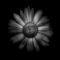 Backyard-flowers-in-black-and-white-31-5x7