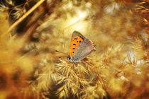 Golden Butterfly von Claudia Evans