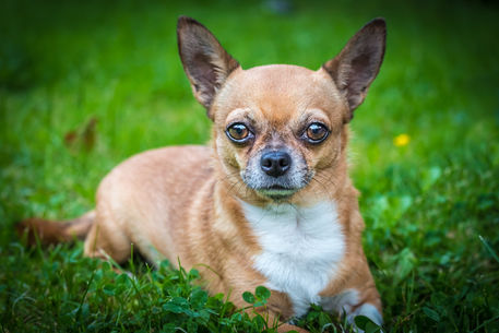 Chihuahua-im-klee