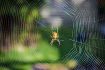 Spinne im Netz von Jürgen Döring