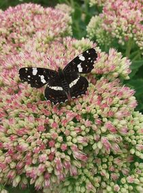 Schmetterling auf Eisblume von Jenny Daub