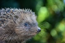Hedgehog   -  Igel by Claudia Evans