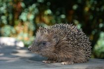    Igel   -  Hedgehog by Claudia Evans