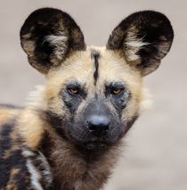 African wild dog by past-presence-art