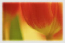 Tulpe by other-view